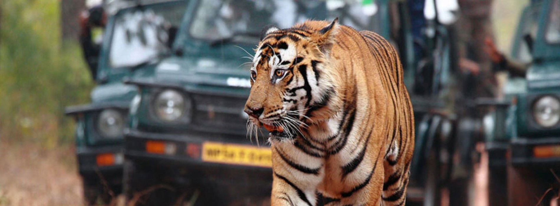 Bandhavgarh: National Park with rich historical past