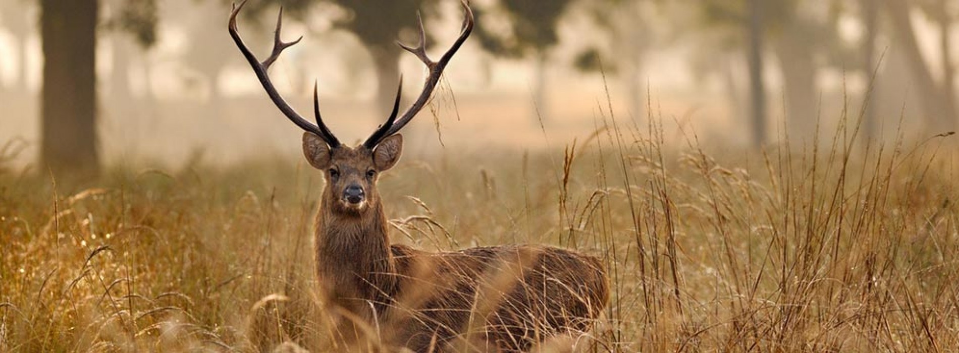 Kanha Call of the Wild