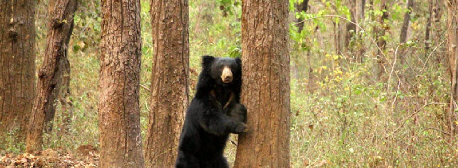 Kanha Call of the Wild