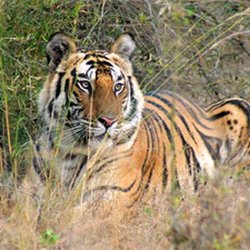 Bandhavgarh: National Park with rich historical past