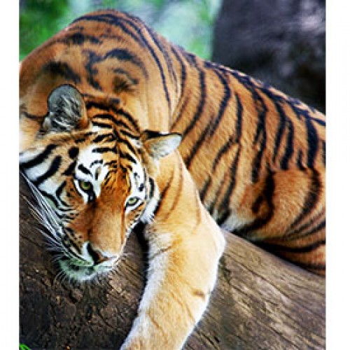 Ranthambore National Park: natural abode of the majestic tigers