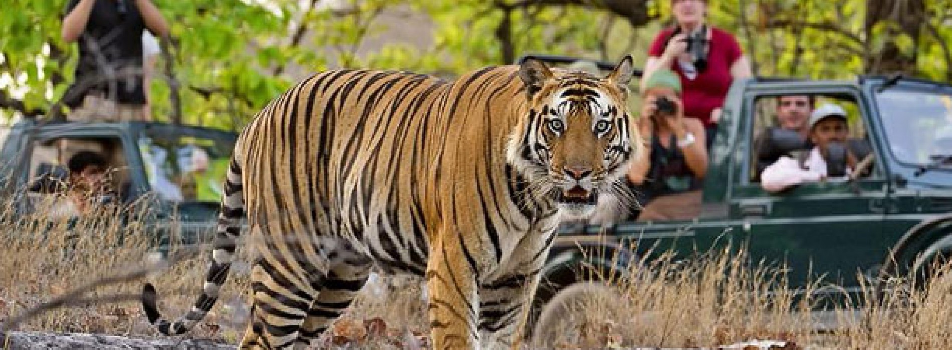 Ranthambore National Park: natural abode of the majestic tigers