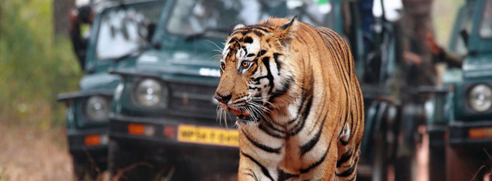 Ranthambore National Park: natural abode of the majestic tigers