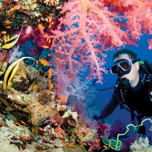 Famous Island Reefs and Diving Spots Across the World