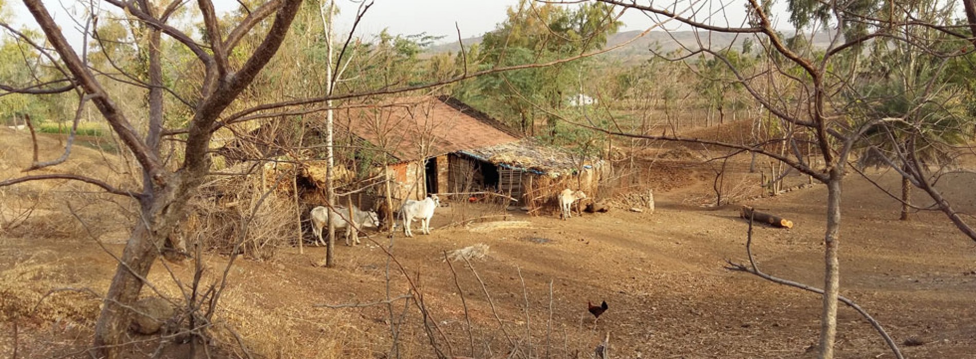 Bhagoria’s colourful myriad hues