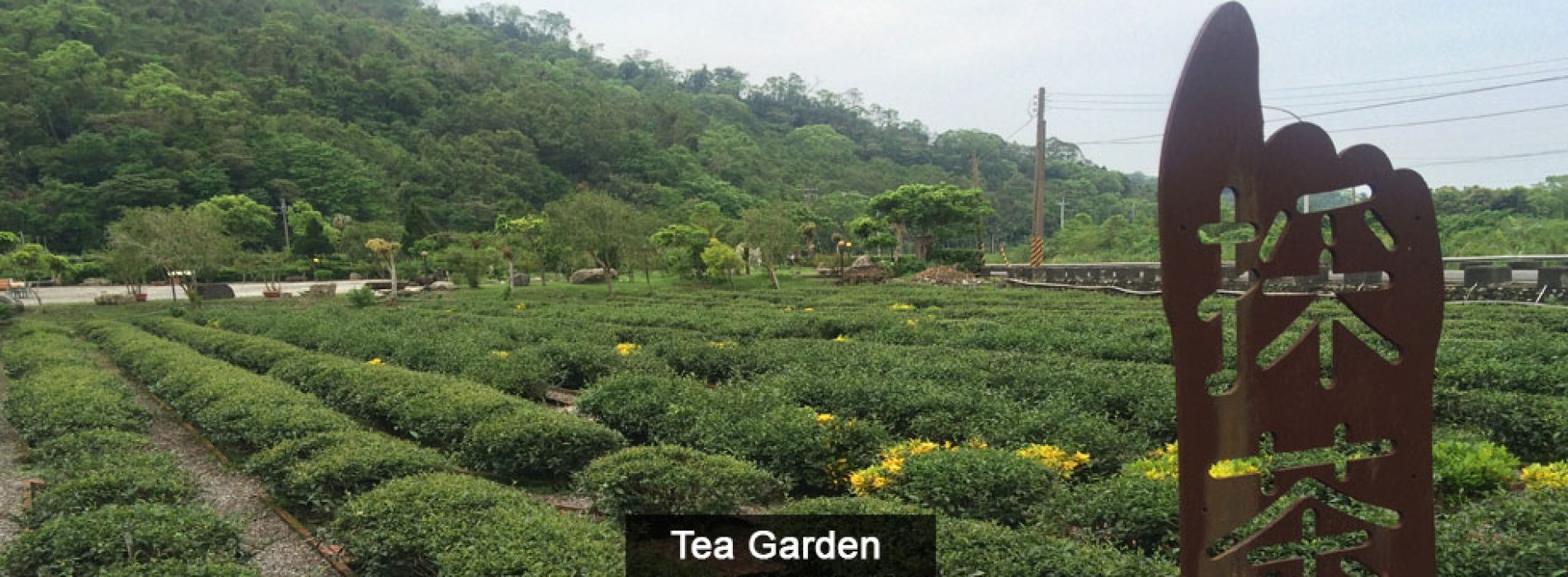 Brew a cup of aromatic tea in Taiwan