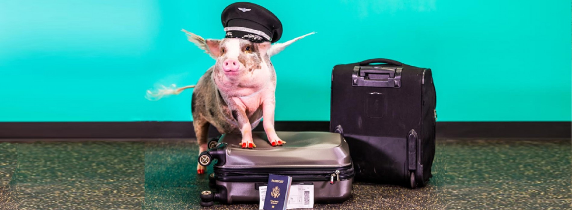 Pigs Fly at SFO: Airport welcomes LiLou to the Wag Brigade
