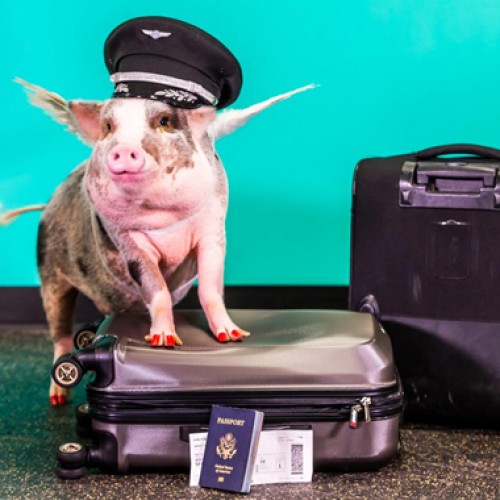 Pigs Fly at SFO: Airport welcomes LiLou to the Wag Brigade