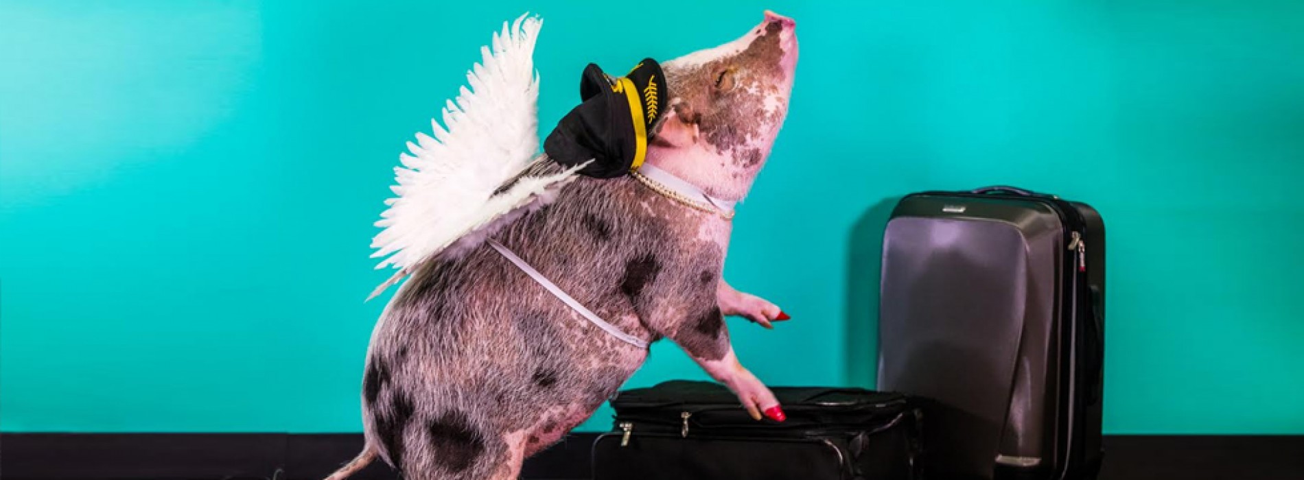 Pigs Fly at SFO: Airport welcomes LiLou to the Wag Brigade