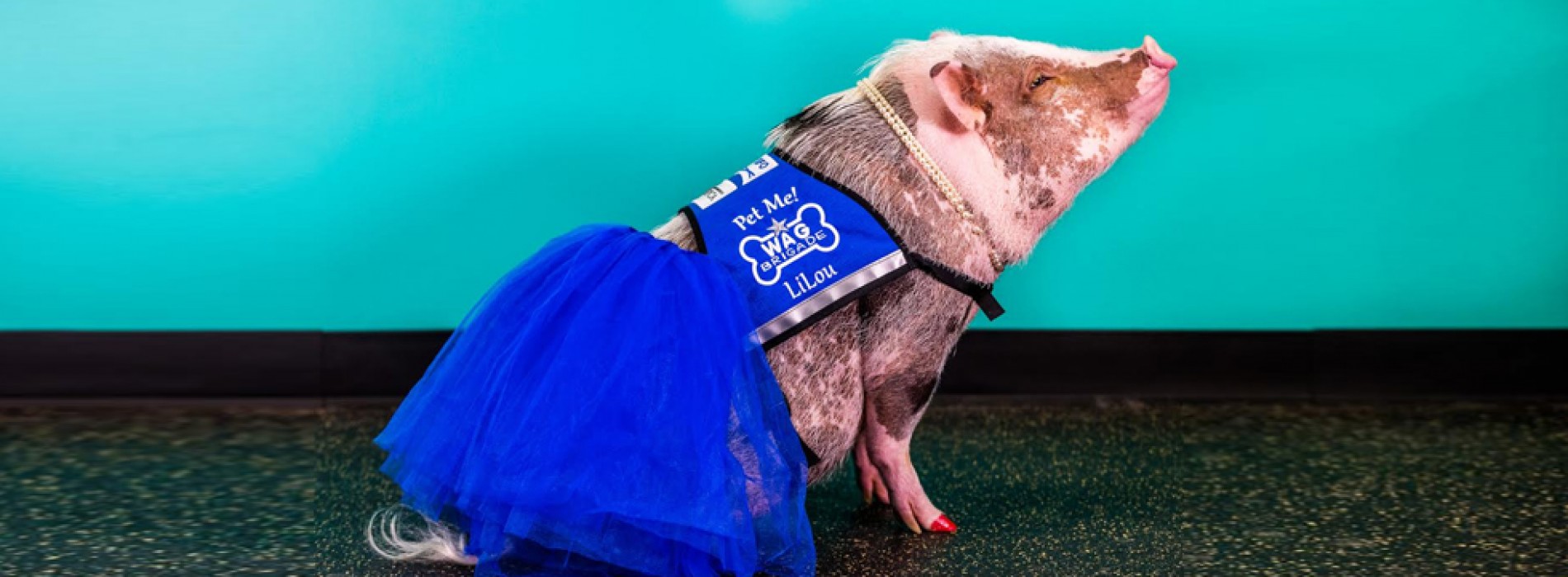 Pigs Fly at SFO: Airport welcomes LiLou to the Wag Brigade