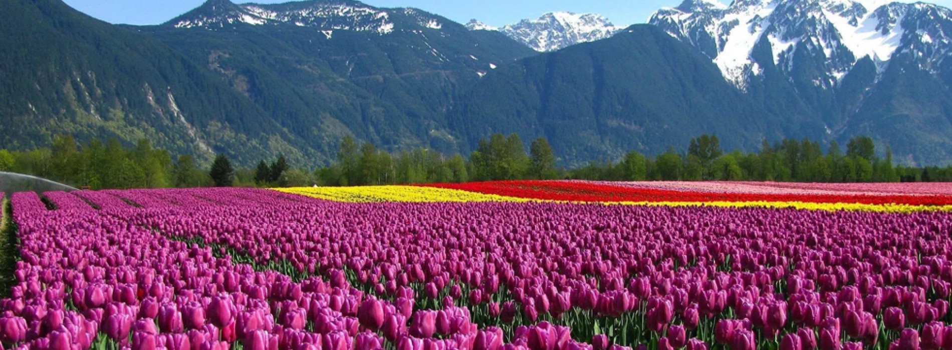 Srinagar’s Siraj Bagh, Asia’s largest tulip garden opens for tourists