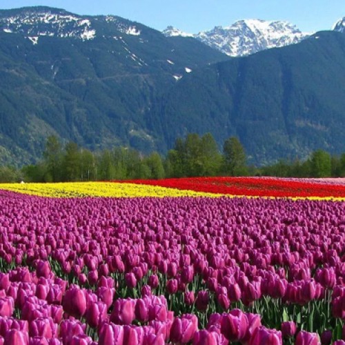 Srinagar’s Siraj Bagh, Asia’s largest tulip garden opens for tourists