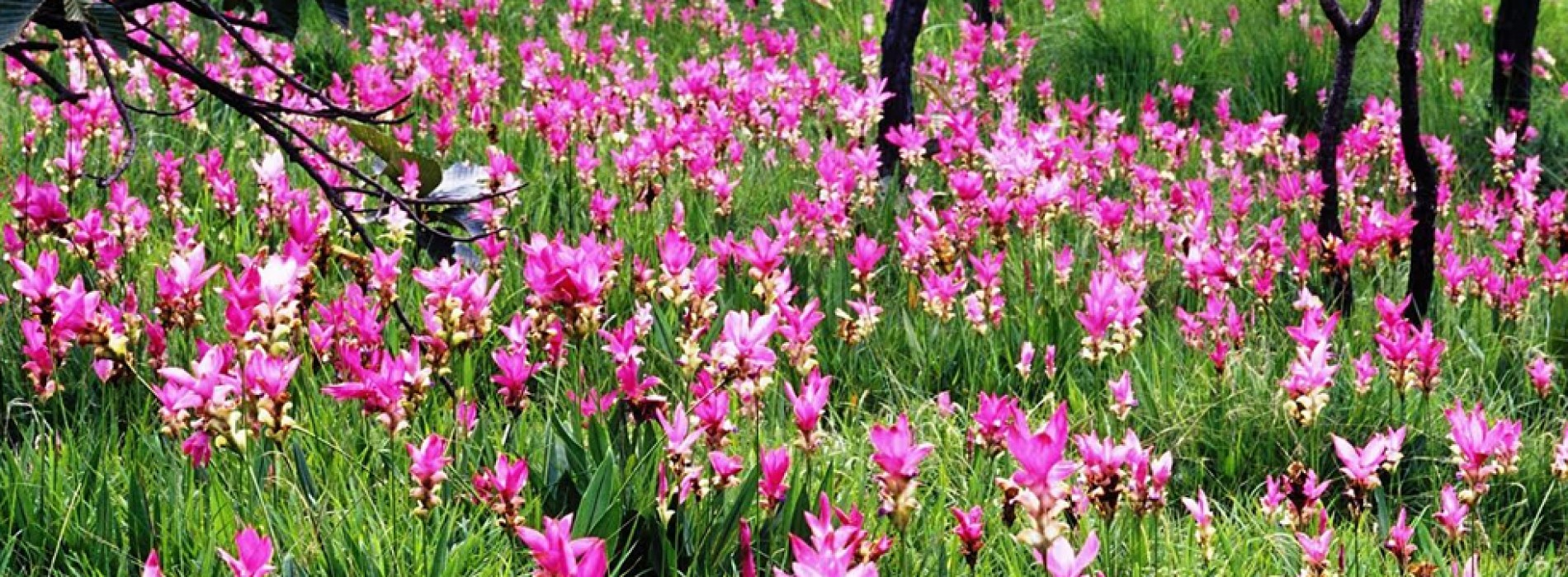 Thailand invites the world to enjoy the glorious Tulips of Chaiyaphum