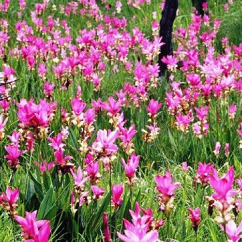 Thailand invites the world to enjoy the glorious Tulips of Chaiyaphum