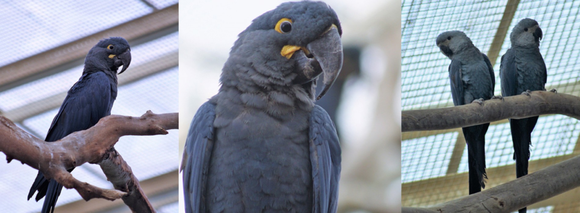 World’s rarest Macaws to debut at Jurong Bird Park