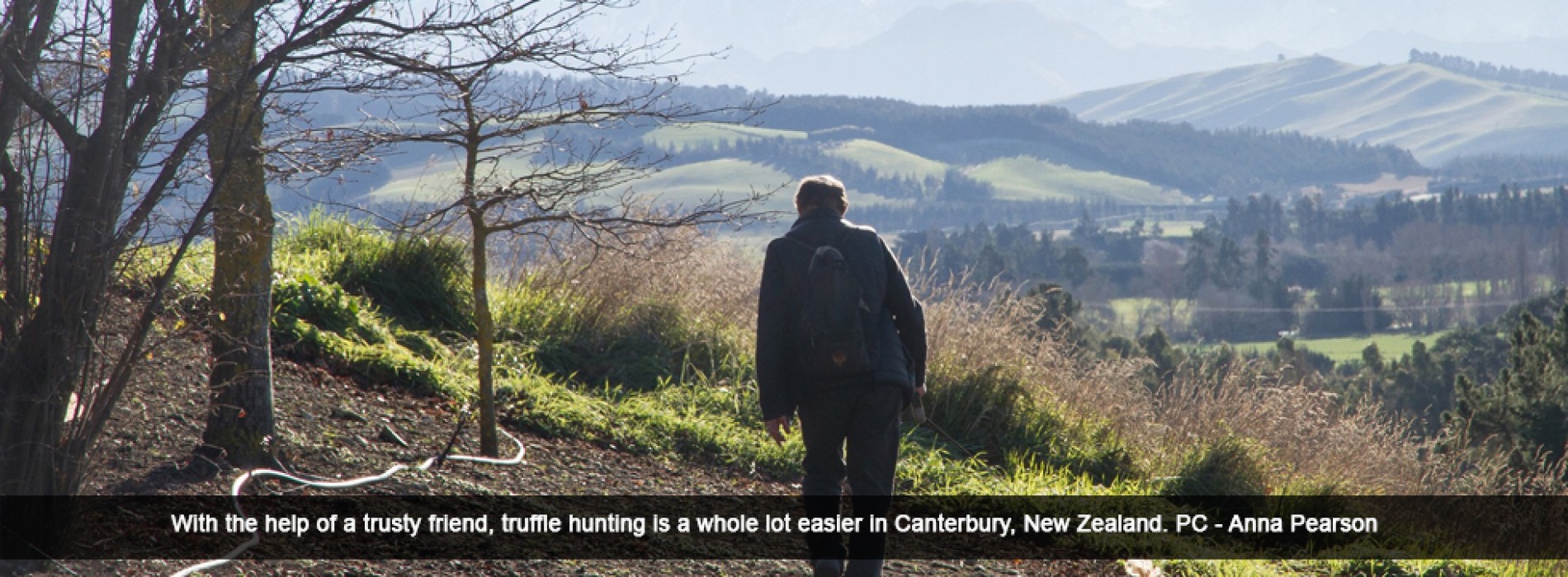 North Canterbury truffles no longer underground