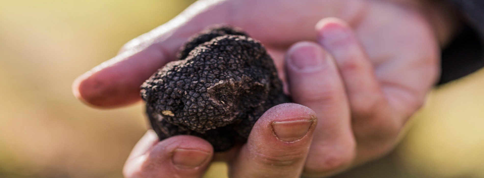 North Canterbury truffles no longer underground