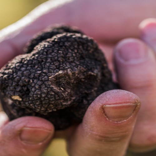 North Canterbury truffles no longer underground