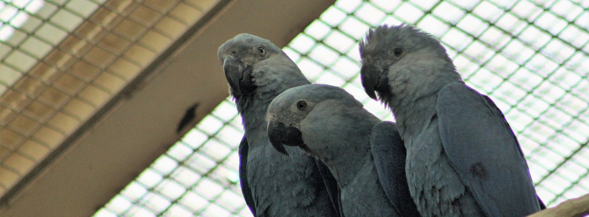 World’s rarest Macaws to debut at Jurong Bird Park