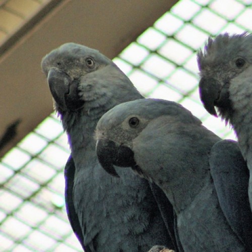 World’s rarest Macaws to debut at Jurong Bird Park