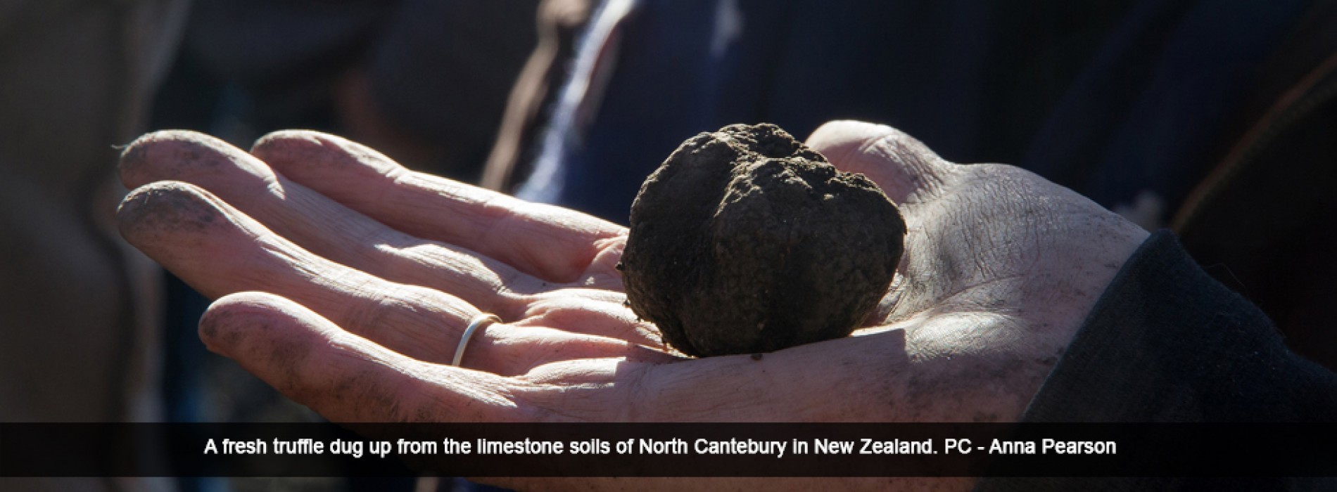 North Canterbury truffles no longer underground