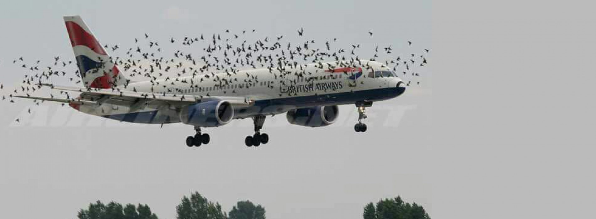 British Airways planes carrying Christians attacked by strange birds in air