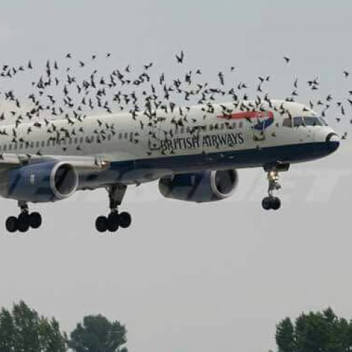 British Airways planes carrying Christians attacked by strange birds in air