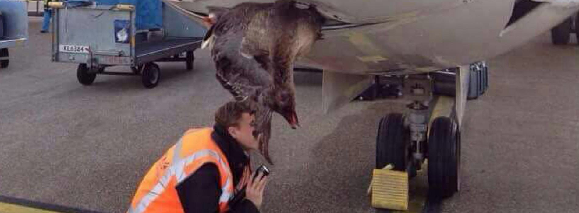 British Airways planes carrying Christians attacked by strange birds in air