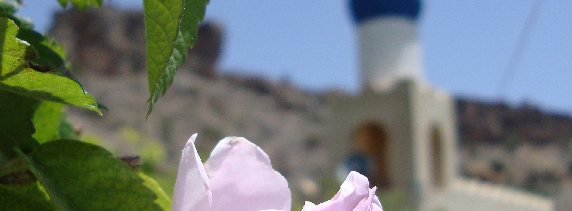 Visit Jabal Akhdar in Oman for a rose-inspired experience