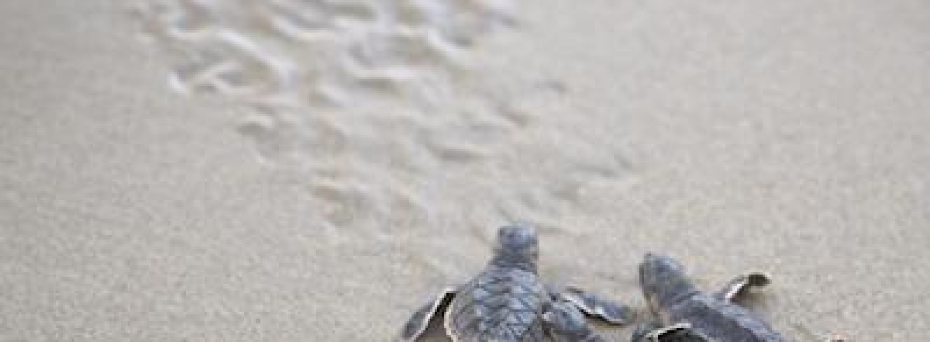 Turtle season in Oman has begun