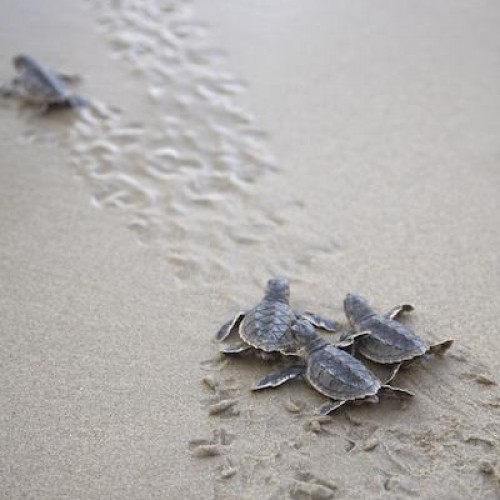 Turtle season in Oman has begun