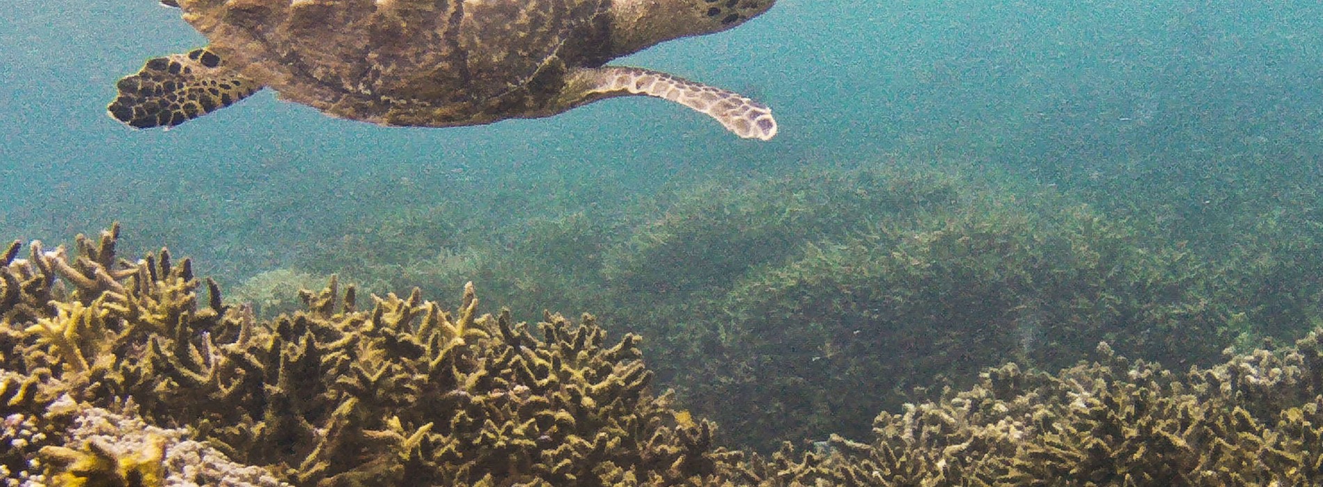 Discover a snorkelling haven with Cinnamon Nature Trails in Pigeon Island