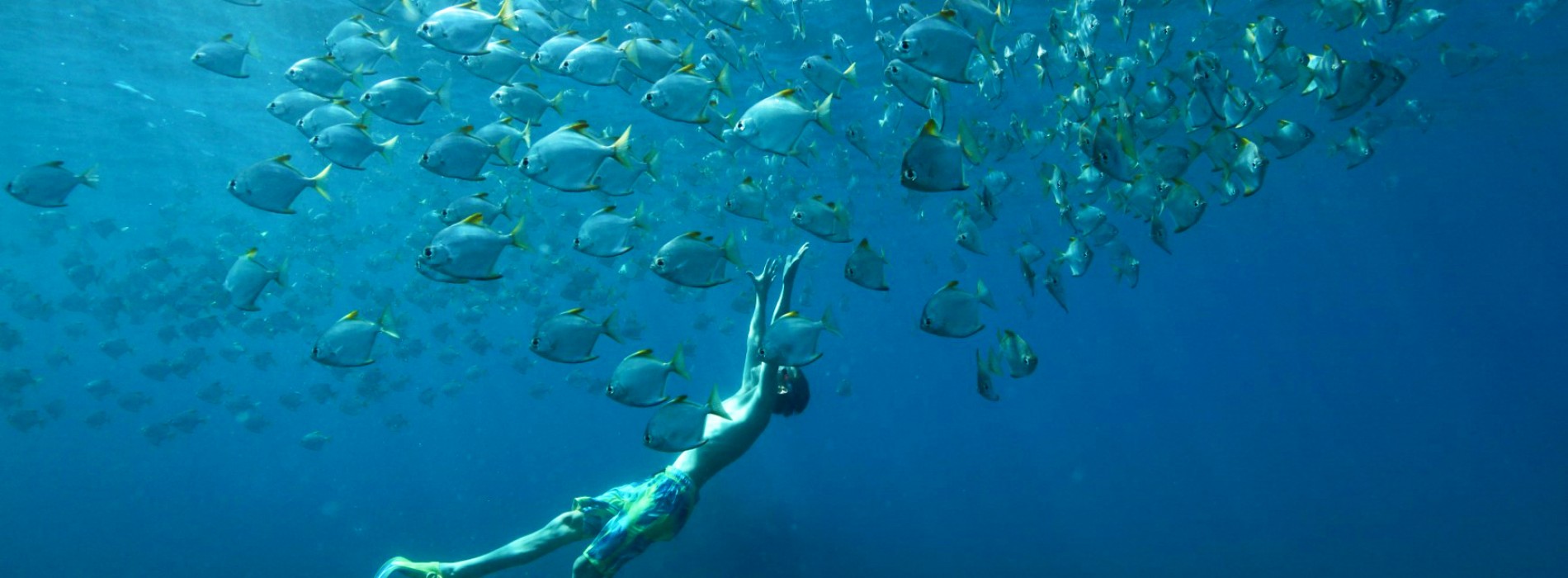 Discover a snorkelling haven with Cinnamon Nature Trails in Pigeon Island