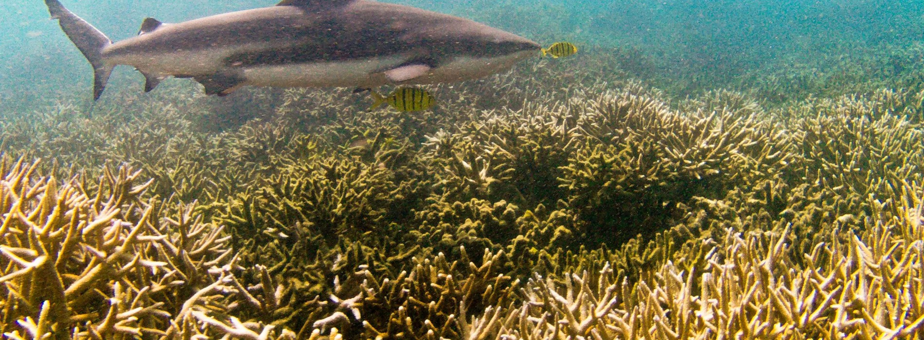 Discover a snorkelling haven with Cinnamon Nature Trails in Pigeon Island