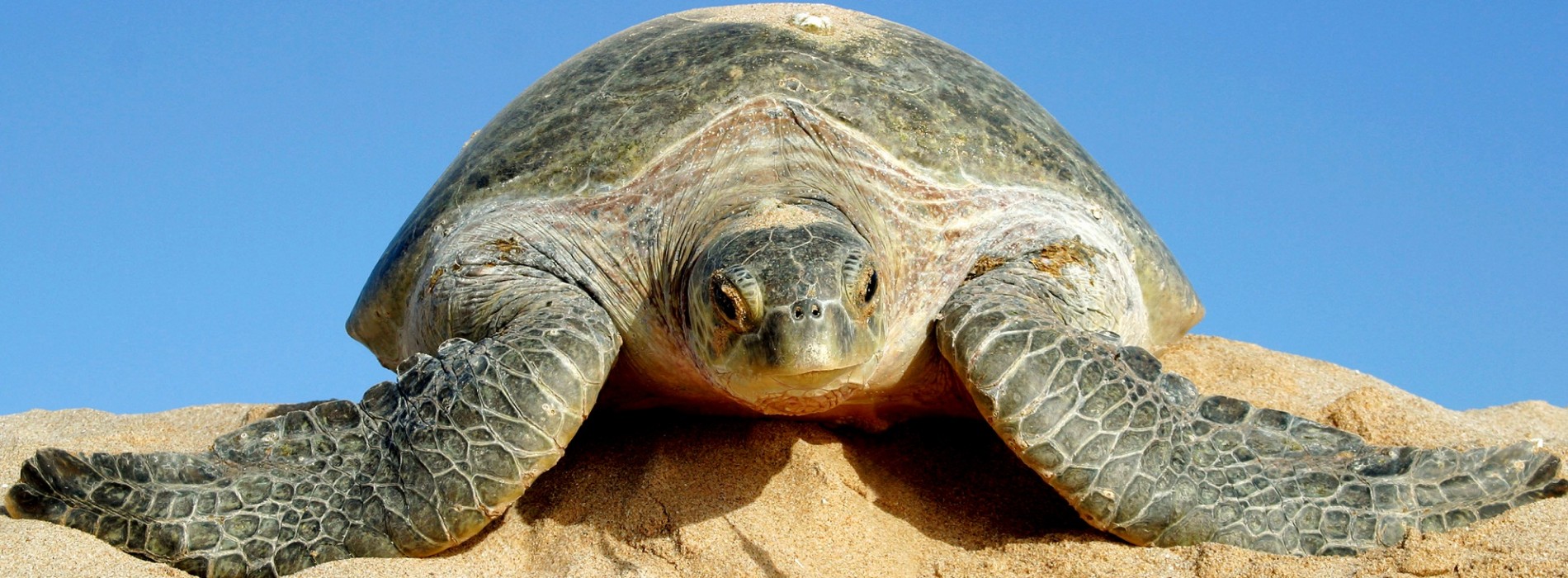 Turtle season in Oman has begun