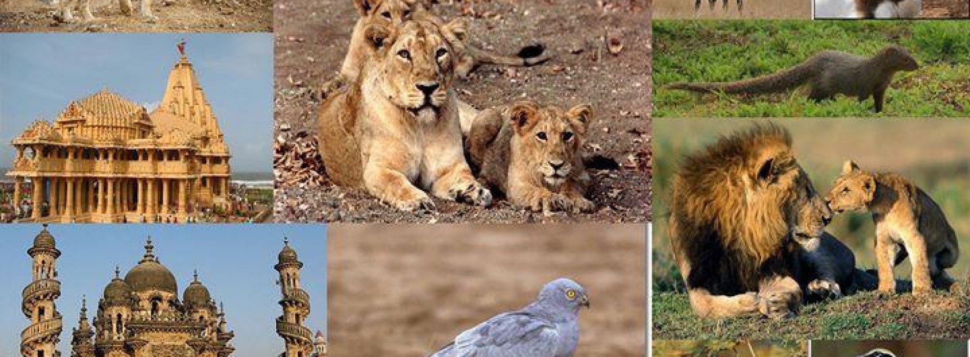 Gir National Park to remain closed for monsoon
