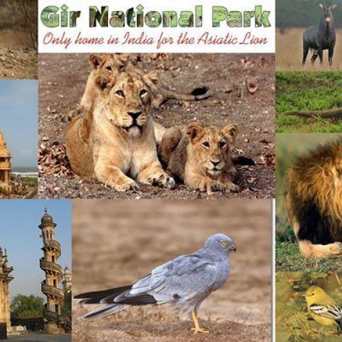 Gir National Park to remain closed for monsoon