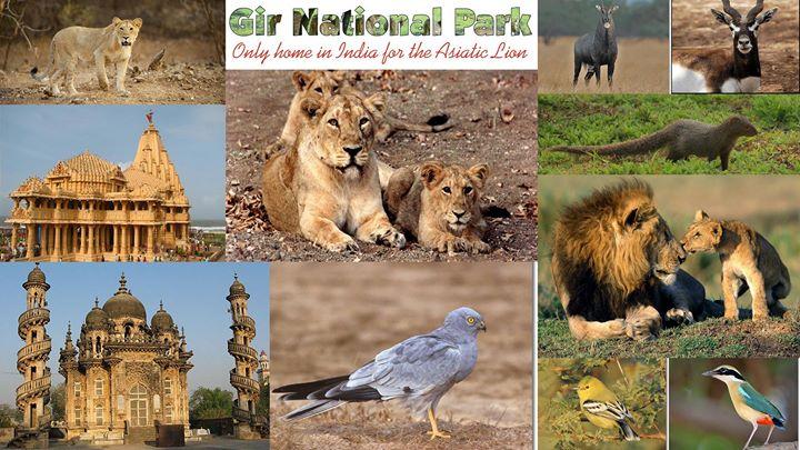 Gir National Park to remain closed for monsoonGir National Park to remain  closed for monsoon - TnHGlobal