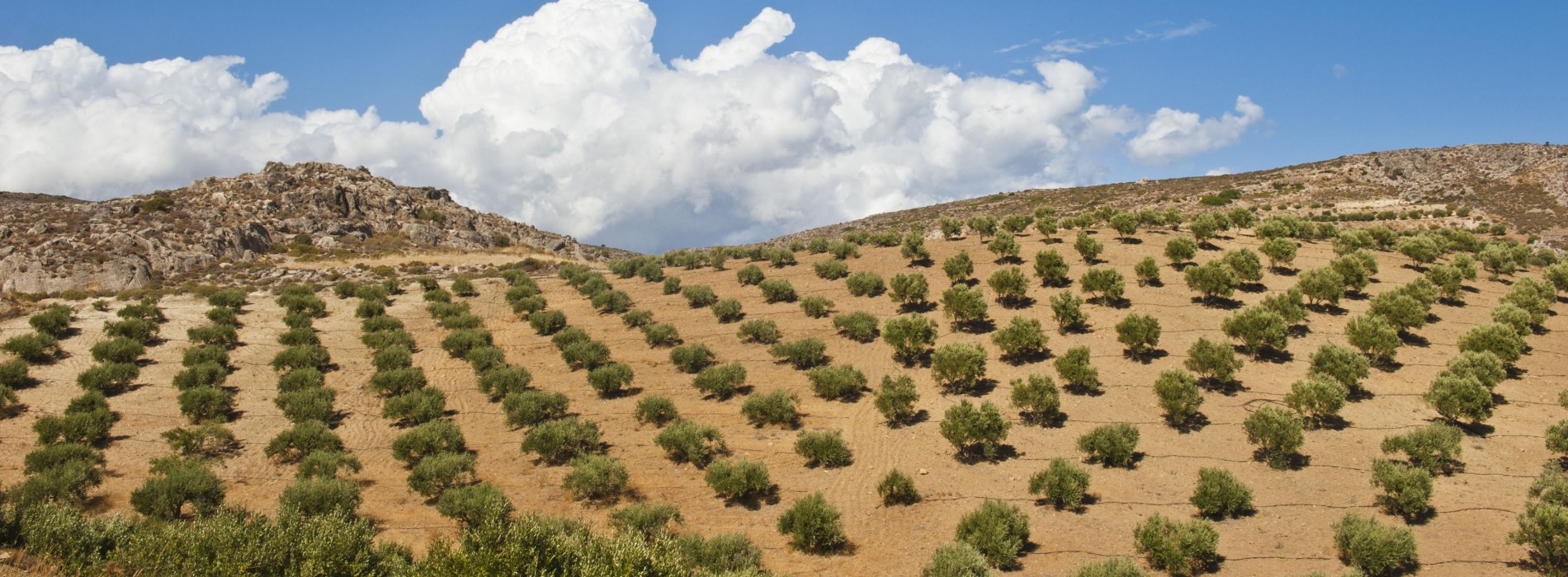Experience the Greece countryside with Olive harvesting season