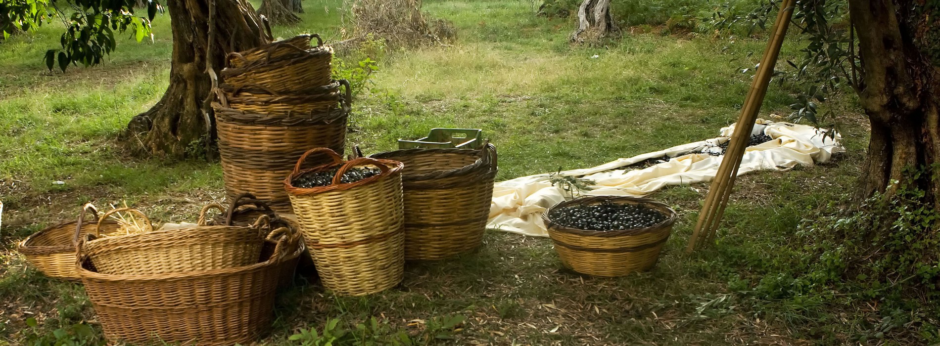 Experience the Greece countryside with Olive harvesting season