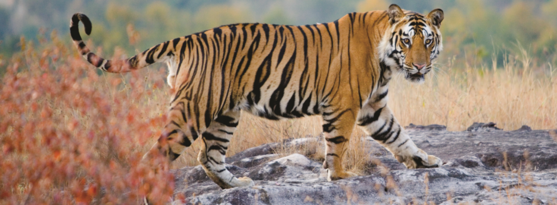 Taj Safaris celebrates The Indian Jungles with Wildlife Escape Offer
