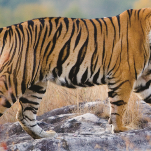 Taj Safaris celebrates The Indian Jungles with Wildlife Escape Offer