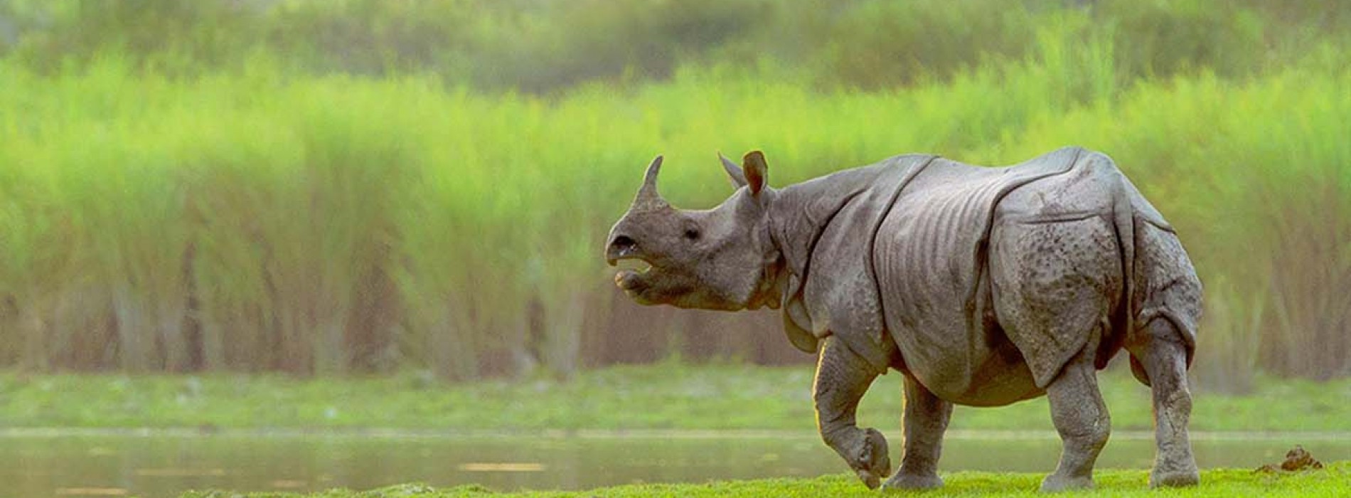 Kaziranga National Park in Assam not covered under the ‘Adopt a Heritage’ scheme: Tourism Minister