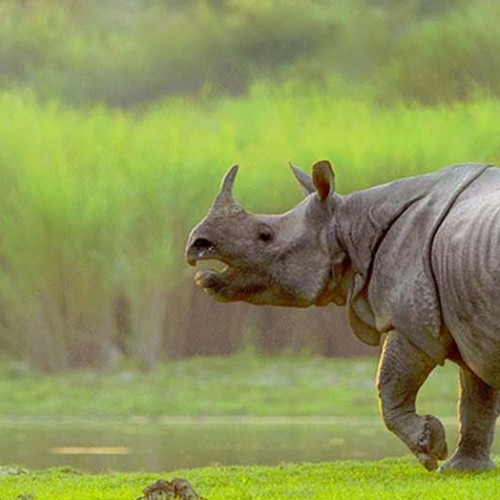 Kaziranga National Park in Assam not covered under the ‘Adopt a Heritage’ scheme: Tourism Minister