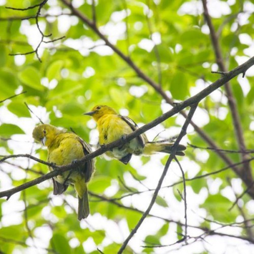 NATURE BOOMS AT THAILAND’S PIMALAI RESORT & SPA