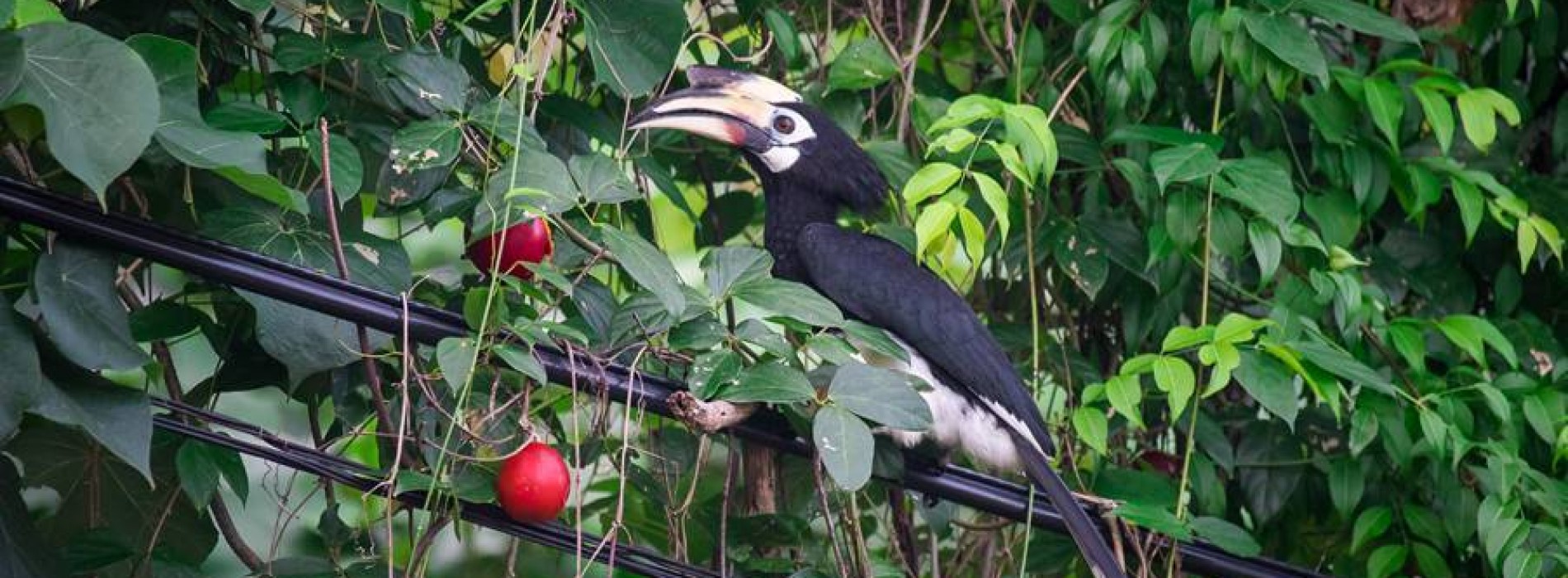 NATURE BOOMS AT THAILAND’S PIMALAI RESORT & SPA