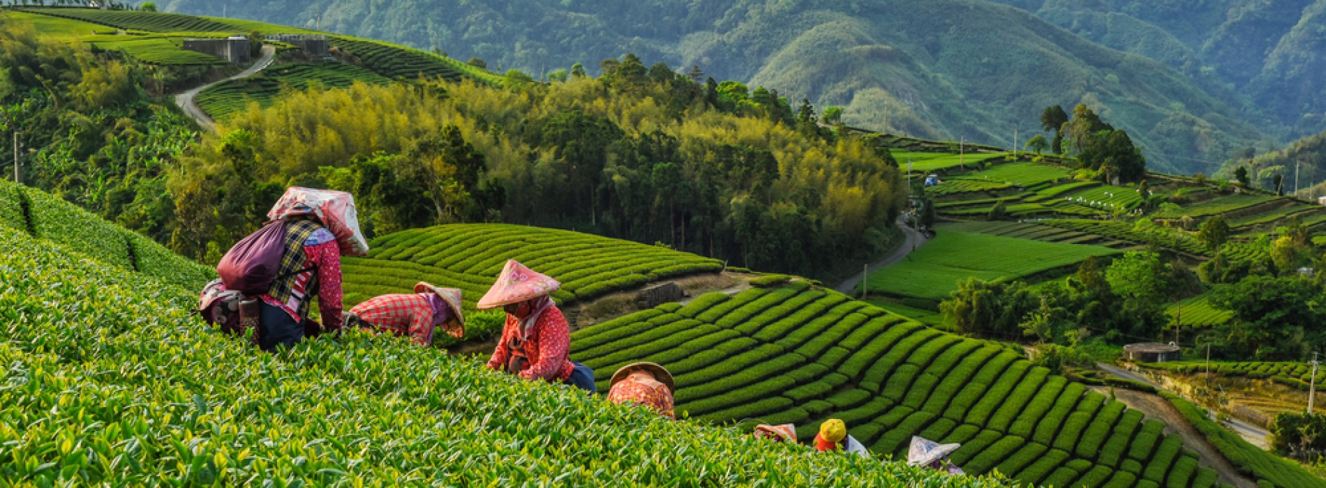 Holidays for Healing In Taiwan: Tea Trails and Celebrations