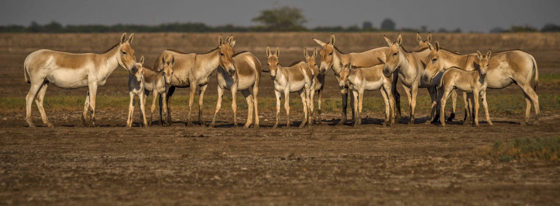 Kutch Diaries: Experience of the Lifetime