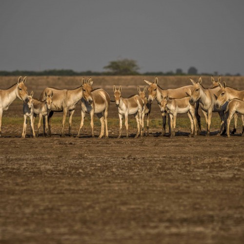 Kutch Diaries: Experience of the Lifetime